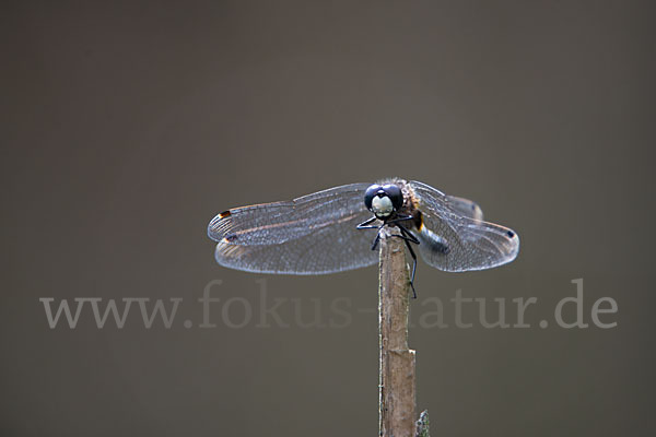 Zierliche Moosjungfer (Leucorrhinia caudalis)