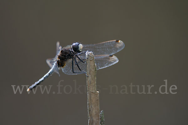 Zierliche Moosjungfer (Leucorrhinia caudalis)