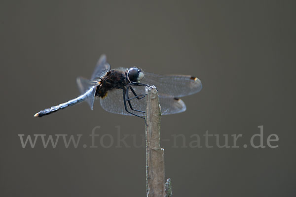 Zierliche Moosjungfer (Leucorrhinia caudalis)