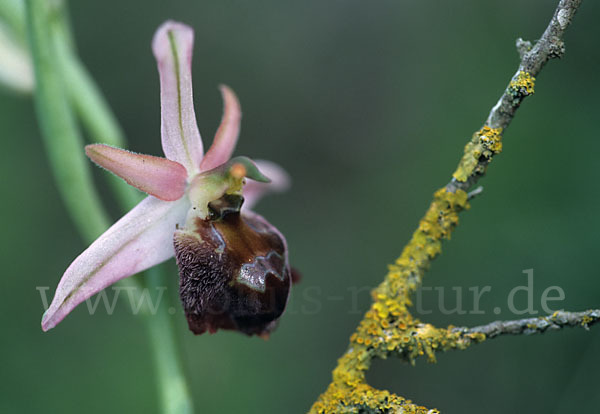 Zierliche Ragwurz (Ophrys elegans)