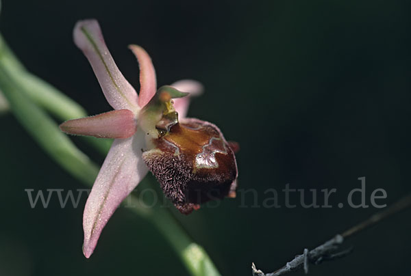 Zierliche Ragwurz (Ophrys elegans)