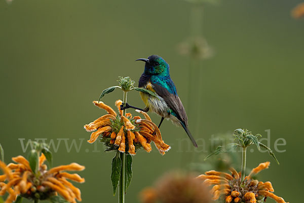 Ziernektarvogel (Cinnyris venustus)