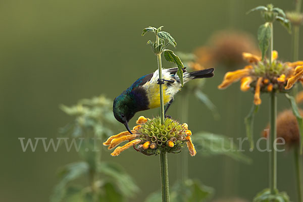 Ziernektarvogel (Cinnyris venustus)