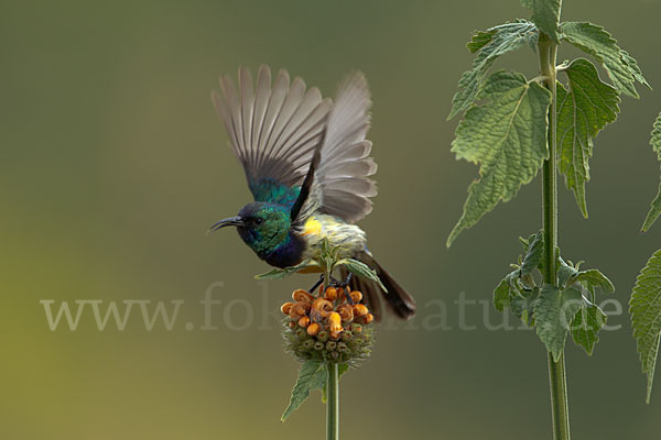 Ziernektarvogel (Cinnyris venustus)