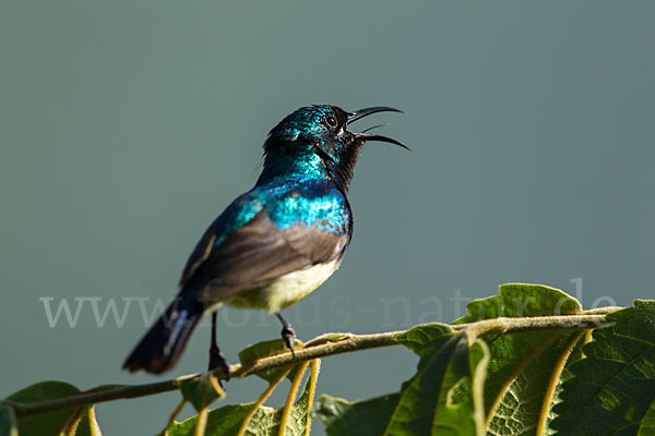 Ziernektarvogel (Cinnyris venustus)