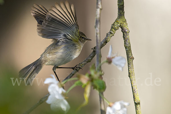 Zilpzalp (Phylloscopus collybita)