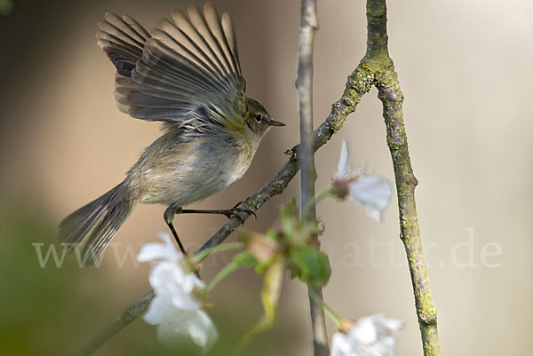 Zilpzalp (Phylloscopus collybita)