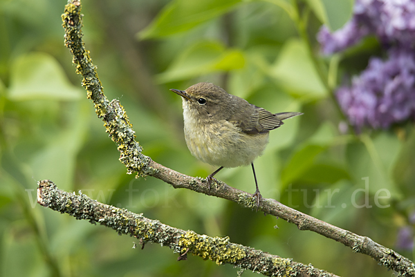 Zilpzalp (Phylloscopus collybita)