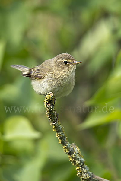 Zilpzalp (Phylloscopus collybita)