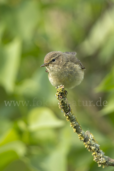 Zilpzalp (Phylloscopus collybita)