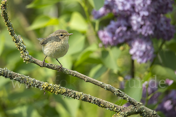 Zilpzalp (Phylloscopus collybita)