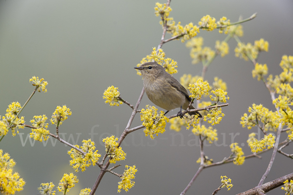 Zilpzalp (Phylloscopus collybita)