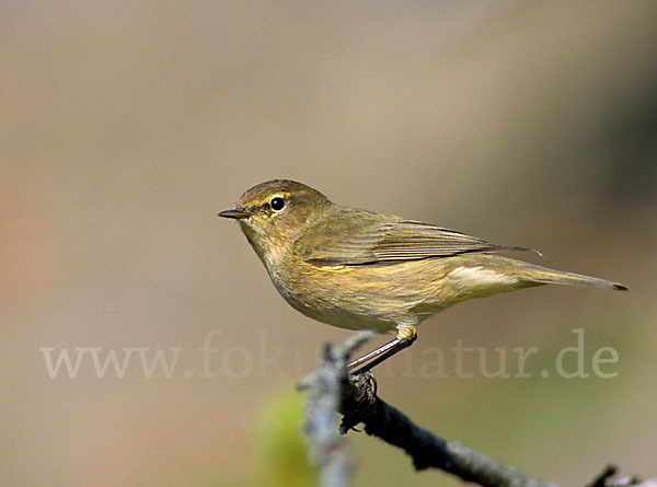 Zilpzalp (Phylloscopus collybita)