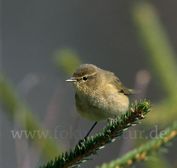 Zilpzalp (Phylloscopus collybita)