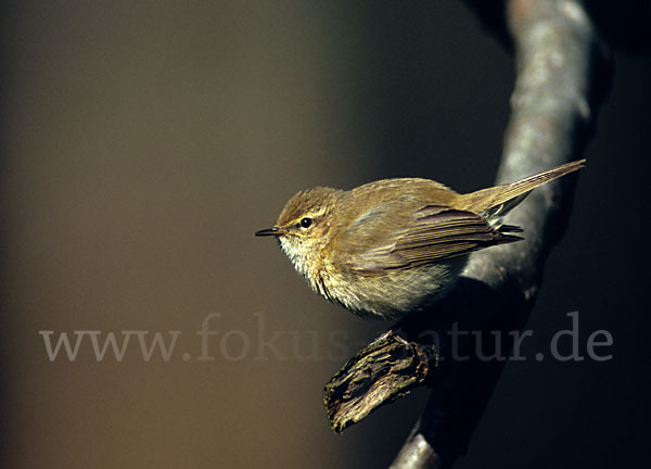 Zilpzalp (Phylloscopus collybita)