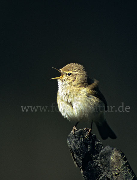 Zilpzalp (Phylloscopus collybita)