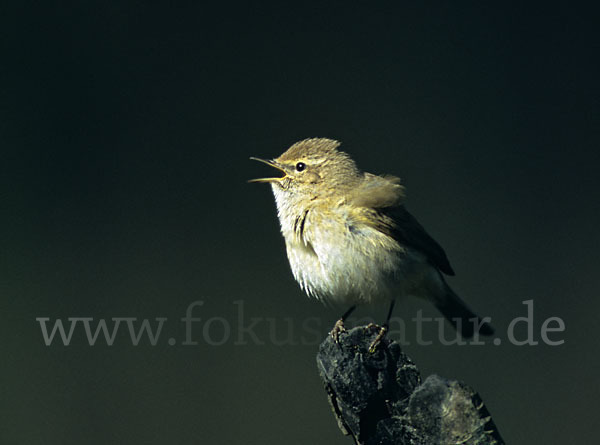 Zilpzalp (Phylloscopus collybita)