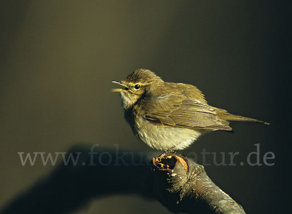 Zilpzalp (Phylloscopus collybita)