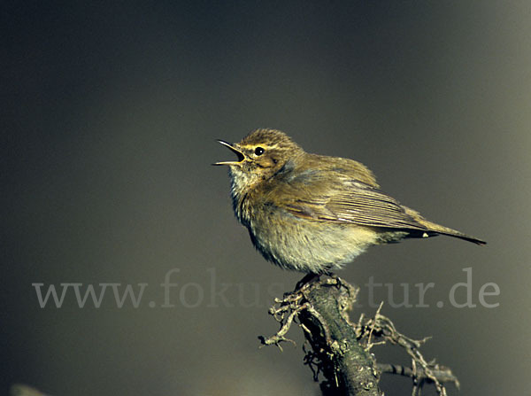 Zilpzalp (Phylloscopus collybita)