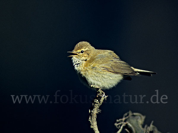 Zilpzalp (Phylloscopus collybita)