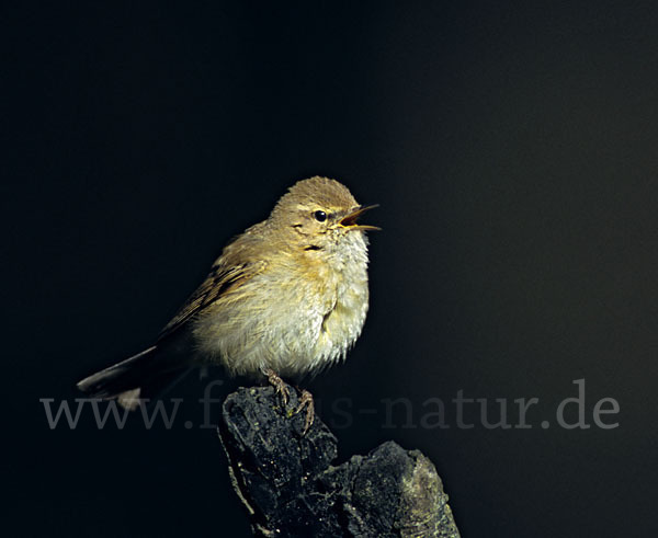 Zilpzalp (Phylloscopus collybita)