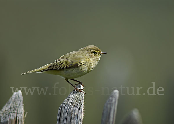 Zilpzalp (Phylloscopus collybita)