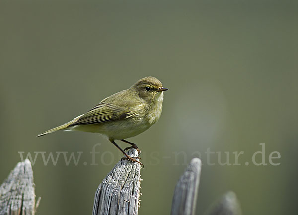 Zilpzalp (Phylloscopus collybita)