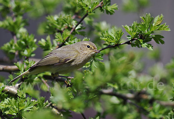 Zilpzalp (Phylloscopus collybita)