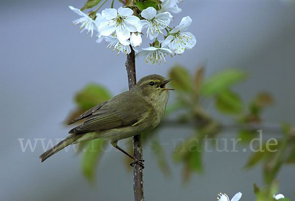 Zilpzalp (Phylloscopus collybita)