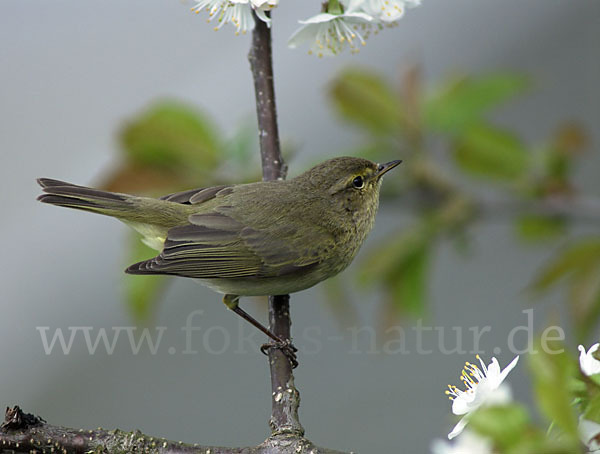 Zilpzalp (Phylloscopus collybita)