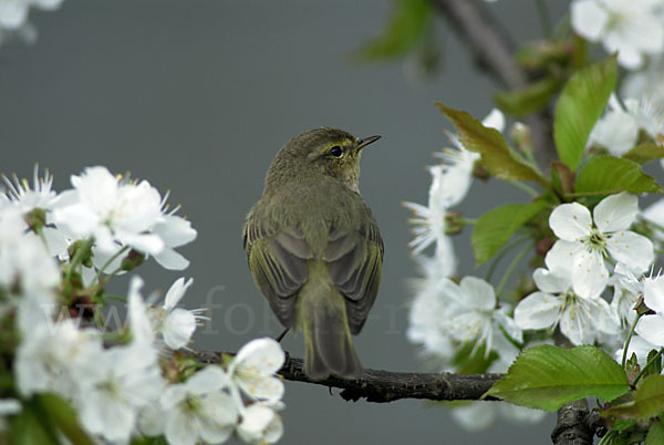 Zilpzalp (Phylloscopus collybita)