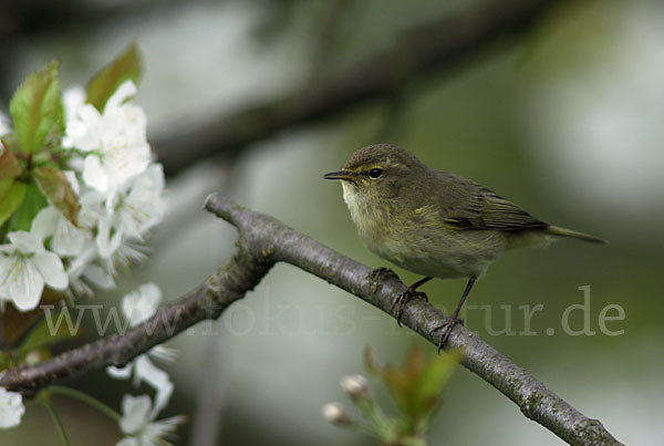 Zilpzalp (Phylloscopus collybita)