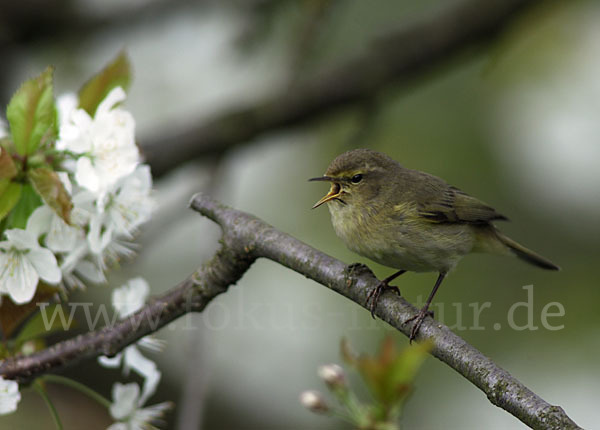 Zilpzalp (Phylloscopus collybita)