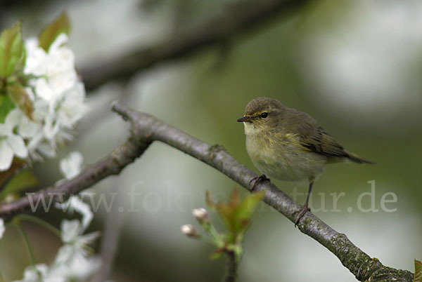 Zilpzalp (Phylloscopus collybita)