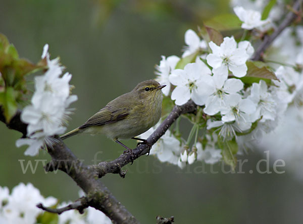 Zilpzalp (Phylloscopus collybita)