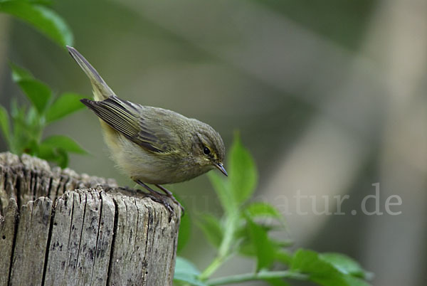 Zilpzalp (Phylloscopus collybita)