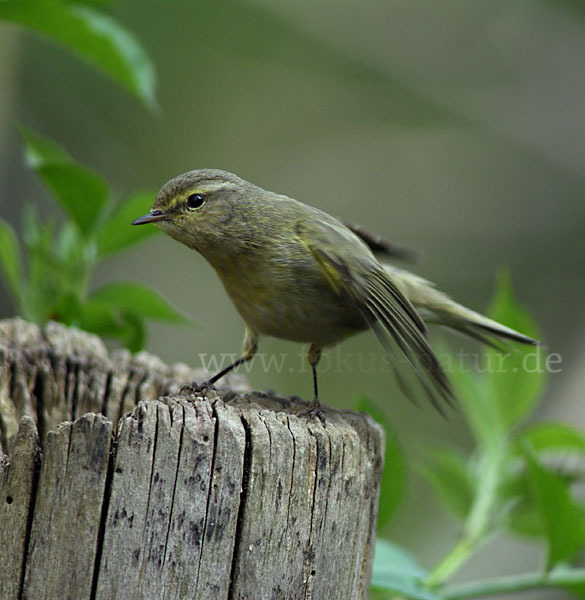 Zilpzalp (Phylloscopus collybita)