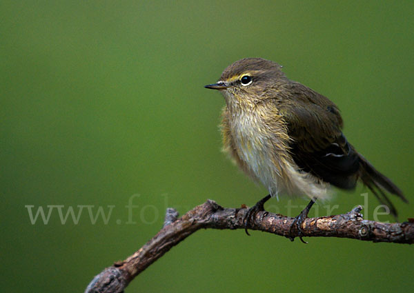 Zilpzalp (Phylloscopus collybita)