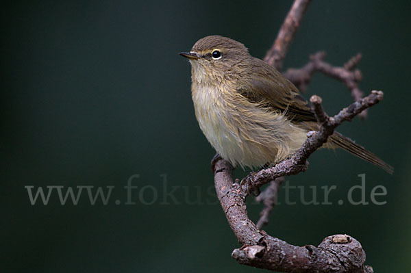 Zilpzalp (Phylloscopus collybita)