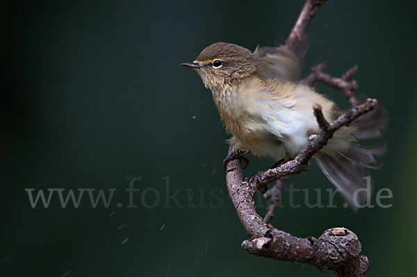 Zilpzalp (Phylloscopus collybita)