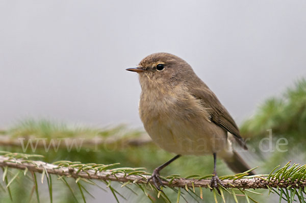 Zilpzalp (Phylloscopus collybita)