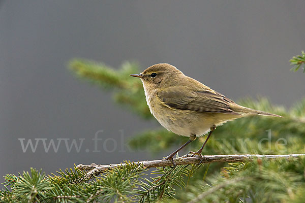 Zilpzalp (Phylloscopus collybita)