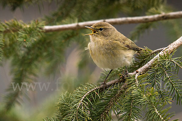 Zilpzalp (Phylloscopus collybita)