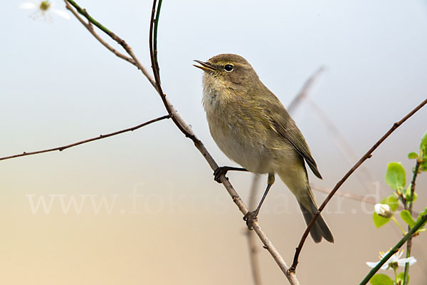 Zilpzalp (Phylloscopus collybita)