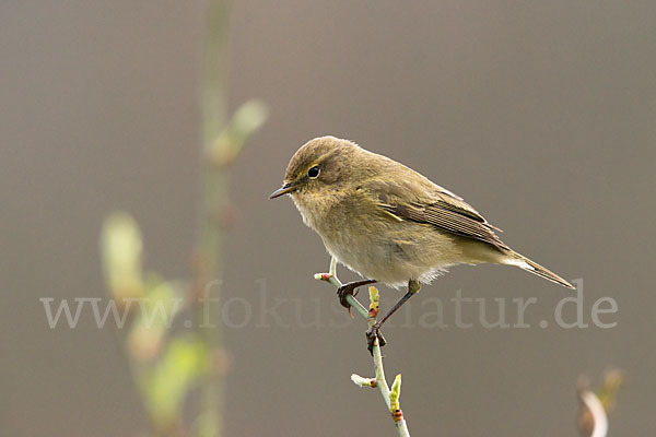 Zilpzalp (Phylloscopus collybita)