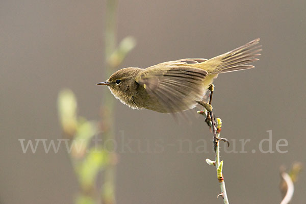 Zilpzalp (Phylloscopus collybita)