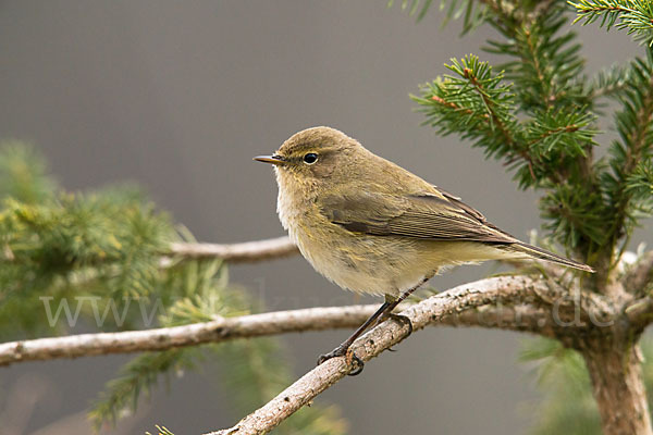 Zilpzalp (Phylloscopus collybita)