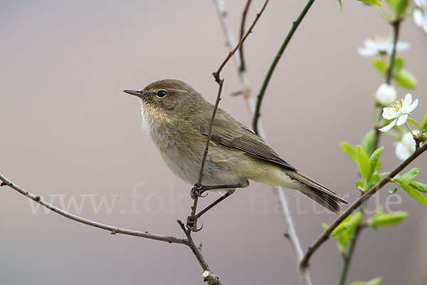 Zilpzalp (Phylloscopus collybita)