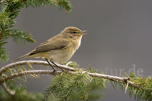 Zilpzalp (Phylloscopus collybita)