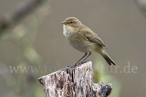 Zilpzalp (Phylloscopus collybita)